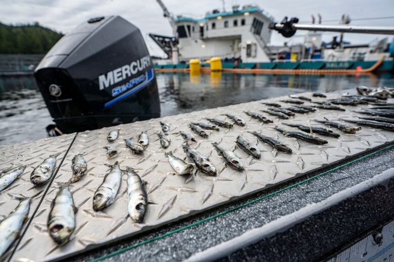 two dozen dead juvenile herring with their eyes blown out are laid out on the surface of a boat