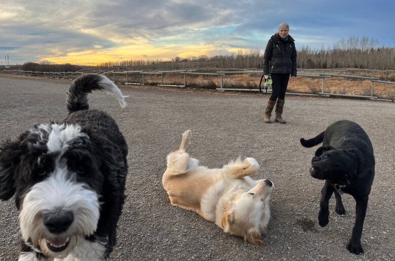 three medium sized dogs are pictured in an outdoor park with a woman in the background and a pretty skyline behind them. 