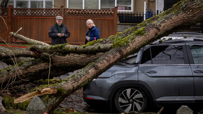 A man and woman stare quizzically at a car that has been flattened by a fallen tree.