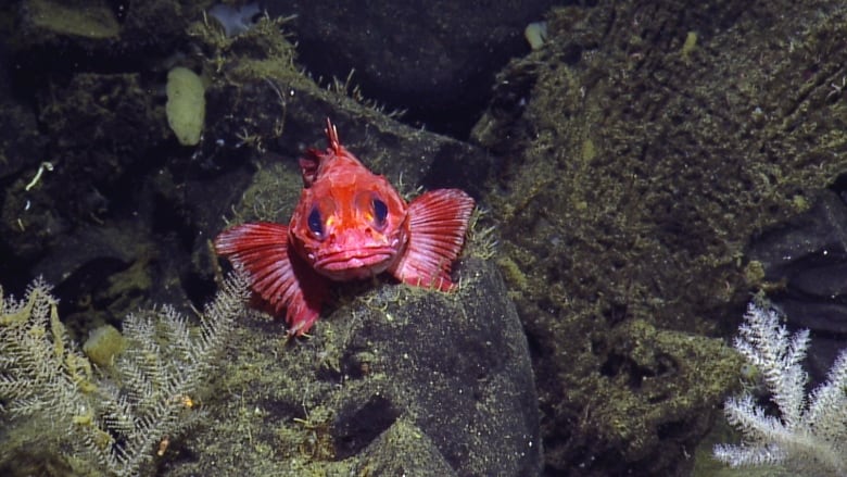 A pinkish rockfish deep underwater 