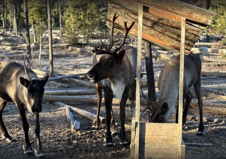 Three caribou stand at a wooden box resembling a garden bed on dirt ground. It has a wood shelter roof on it. One animal is eating while the other two gaze into the distance.