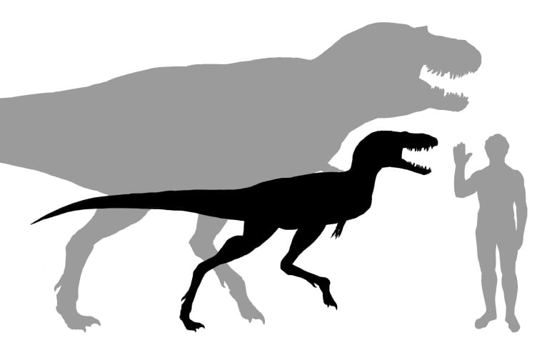 Silhouettes of juvenile and adult Gorgosaurus and a human to compare sizes