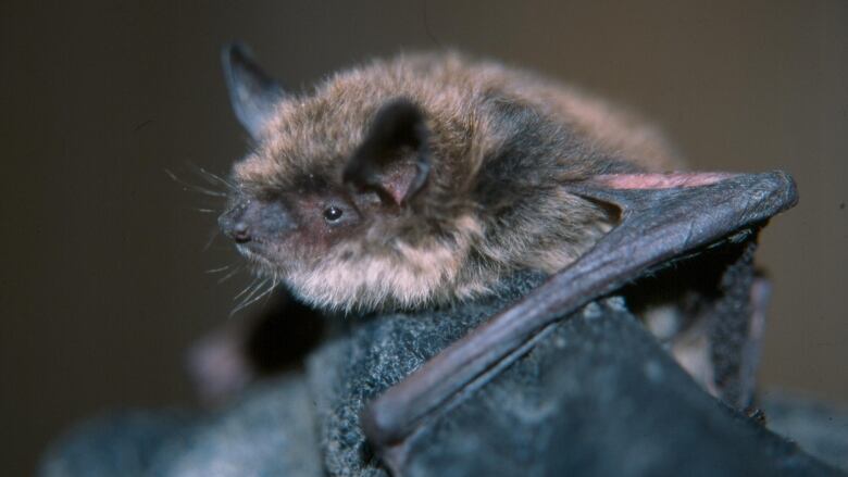 A bat sits with wings folded and a grouchy facial expression.