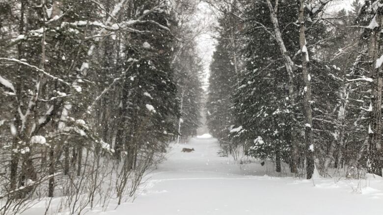 A deer is in the background, walking through a snowy forest