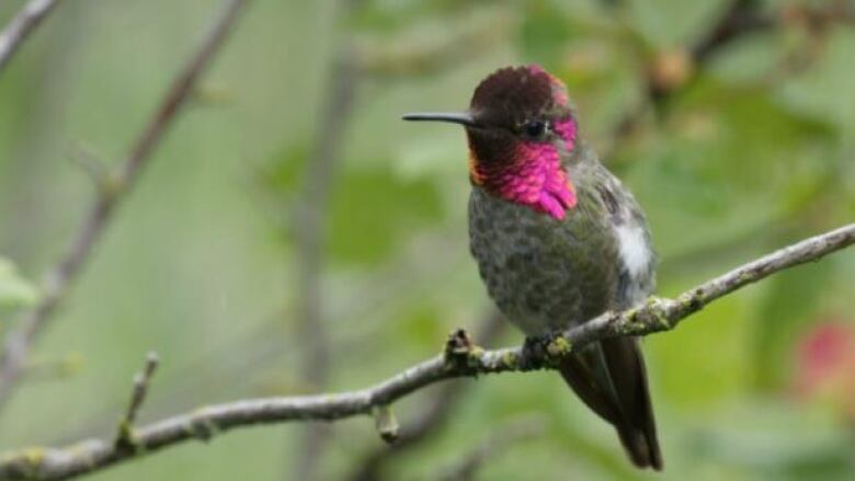 An Anna's hummingbird is shown perched on a tree branch.