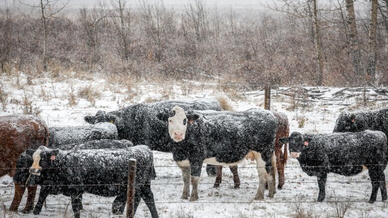 Snow crusted cattle stand in a pasture 