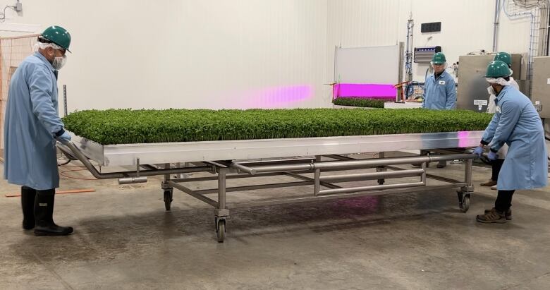 Workers wearing blue lab-type coats are manoeuvering a large tray of green micro peas that are ready for harvesting at the GoodLeaf Farms operation in Calgary.