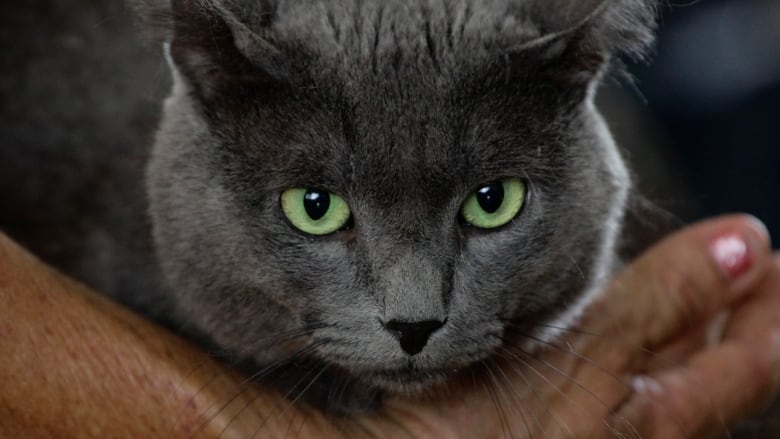 A grey cat with green eyes looks into the camera.