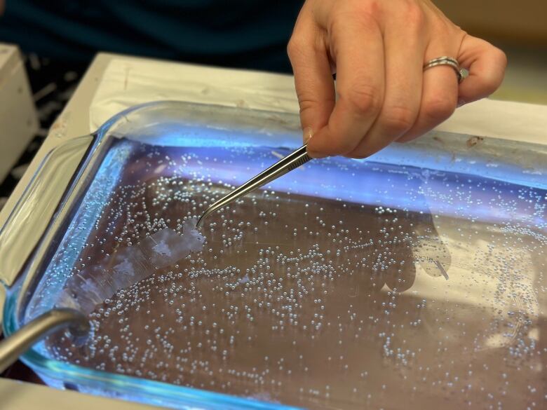 A think strip is help by tweezers over a tray of water.