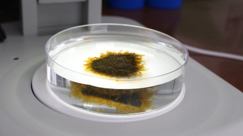 A piece of landscaping gravel covered in baby kelp, part of the test of a technique that could offer a way to restore Nova Scotia's kelp beds