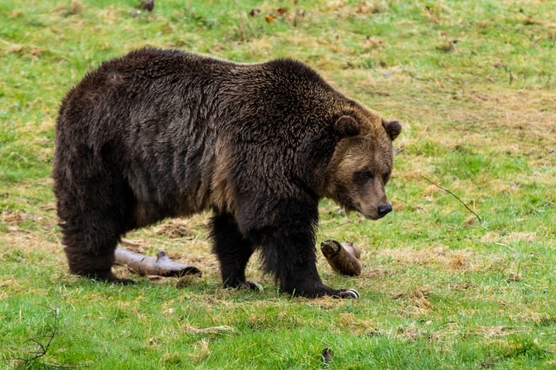 A grizzly bear in a grassy enclosure.