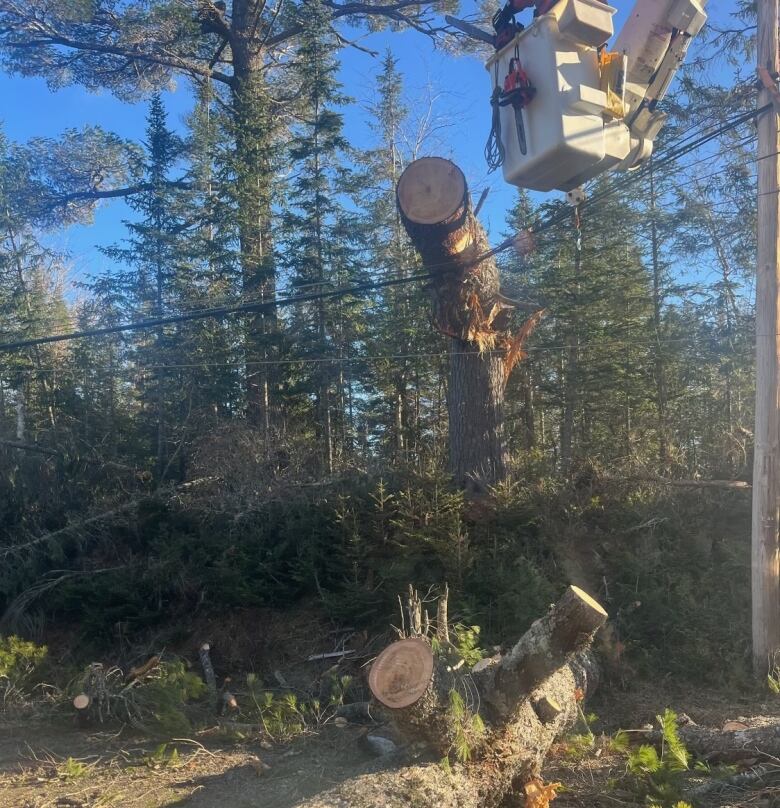 A bucket from a truck balancing over a power line with a broken tree on it.