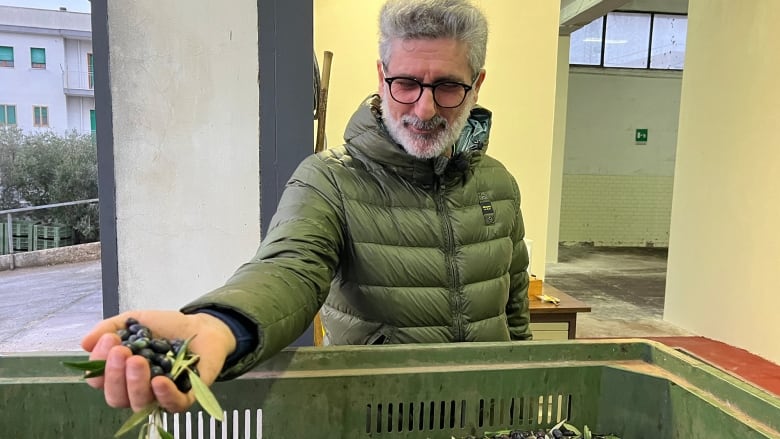 A man holds freshly picked olives.