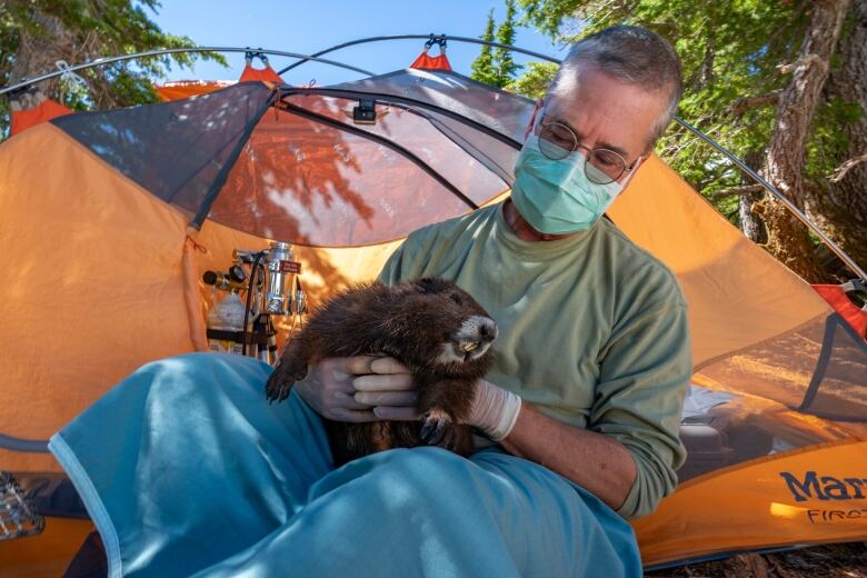 A man wearing a facemask holds a marmot in his hands while at a tent.