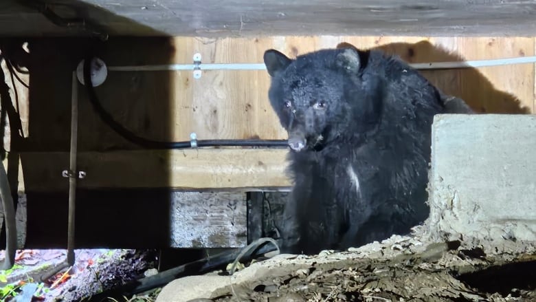 A black bear sits underneath a home in Duncan, B.C.