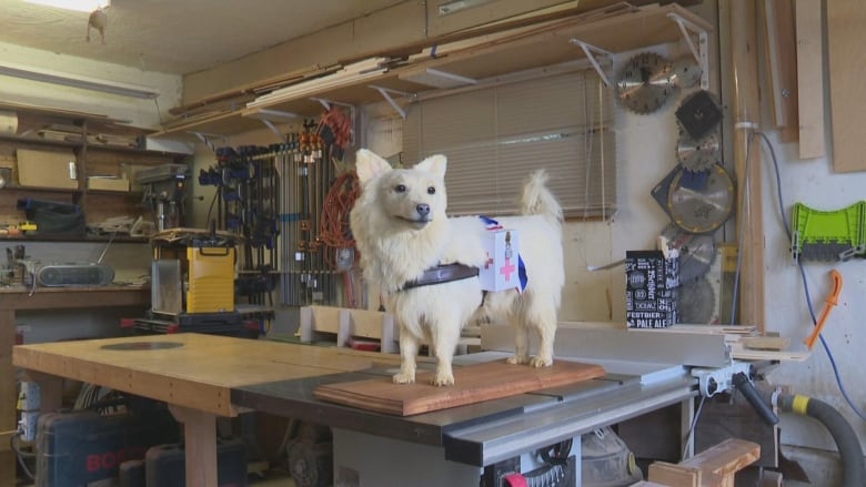 A white taxidermied dog sits on a workbench in a garage, with a donation box and Union Jack strapped to it.