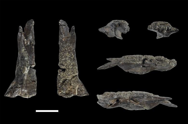 The frontal skull bone of the fossil lizard. Six angles of the fossil are seen. 