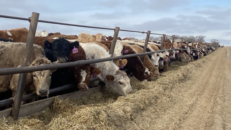 Cattle such as these near Biggar, Sask. are eating far less because of the warm winter temperatures, saving some producers thousands of dollars per day. But producers worry the lack of snow could prolong the multi-year drought across most of the province.