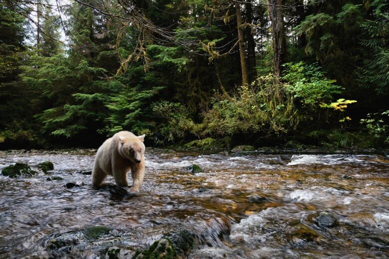 A photo of a spirit bear in the Great Bear Rainforest.