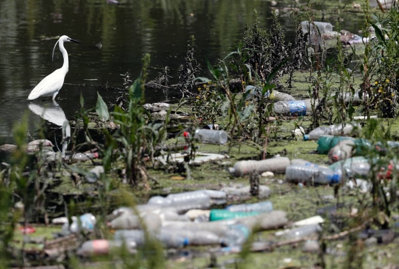 A white heron stands on the left. Discarded plastic bottles are scattered on the mud among reeds in the rest of the frame.