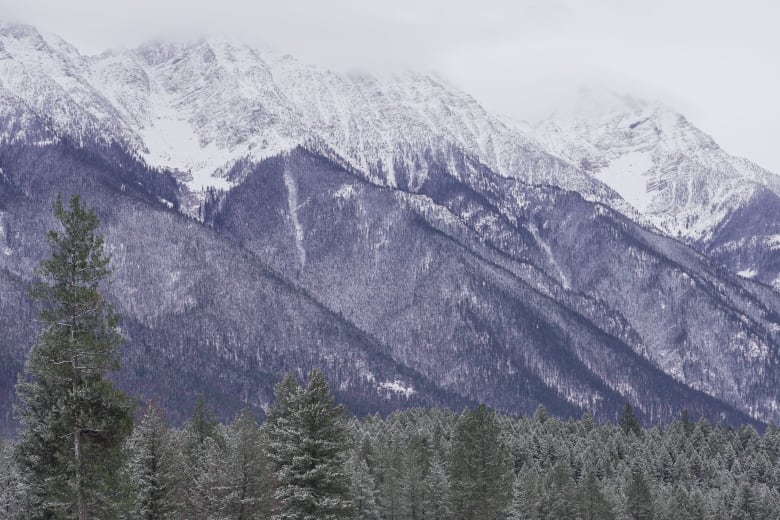 Snow-capped mountains are pictured looming above a row of trees.