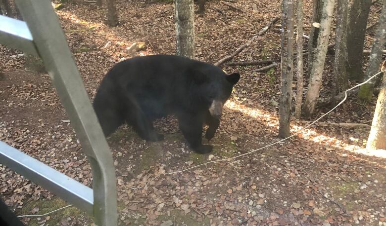 A black bear looks up toward the photographer while walking through a campsite.