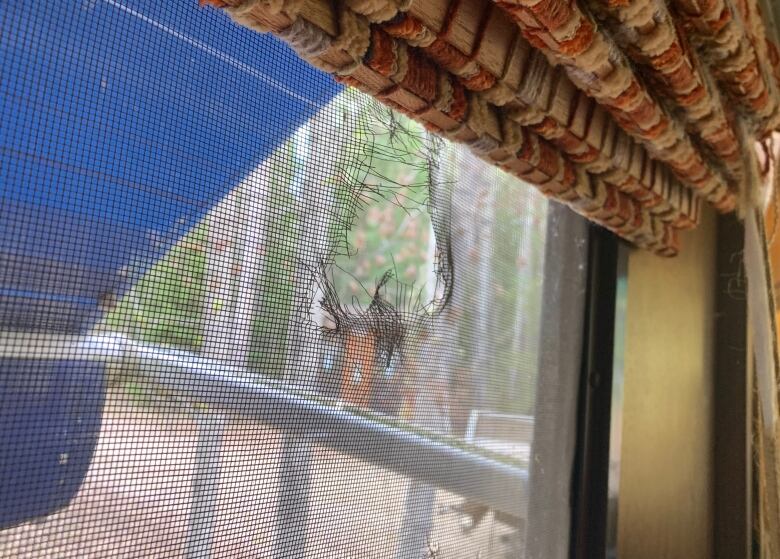 A ragged hole in a mesh screen of a camper window looking out toward a campsite.