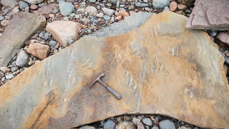 A rock hammer is placed on top of a rock that has animal tracks on it.