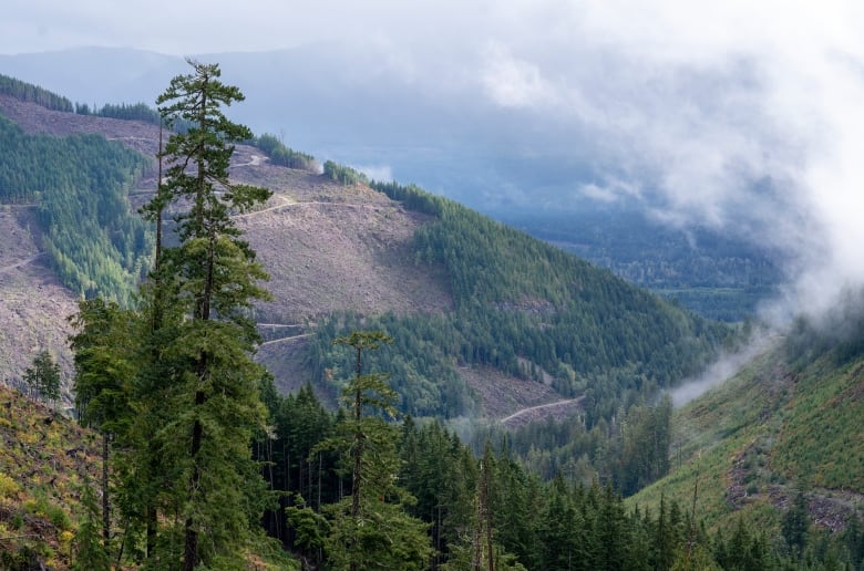 wide shot of logging