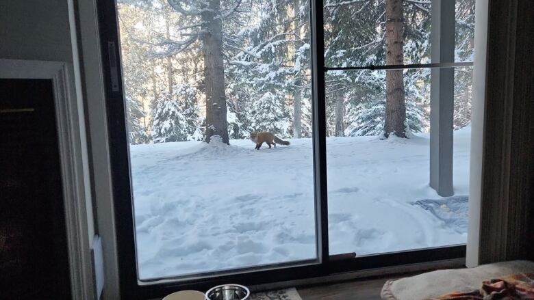 A red fox stands in the snow staring back at a glass sliding door we assume the photograher is standing on the other side of.