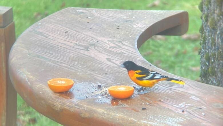 A bird text to slices of oranges.