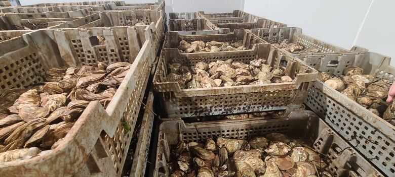 Crates of oysters are stacked on top of one another and in rows. The crates are worn. 