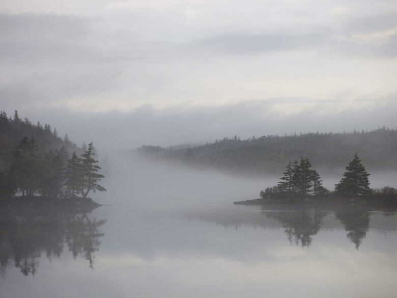 Water and trees are surrounded by fog. 