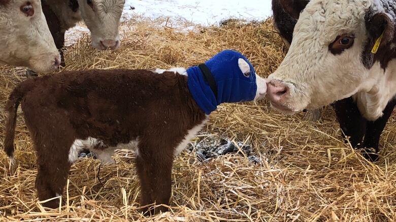 Wayne Skelton bundles up his calves to help them through extreme cold. He said all his young cattle are healthy after Alberta's cold snap this month and he's expecting a good year for revenue. 