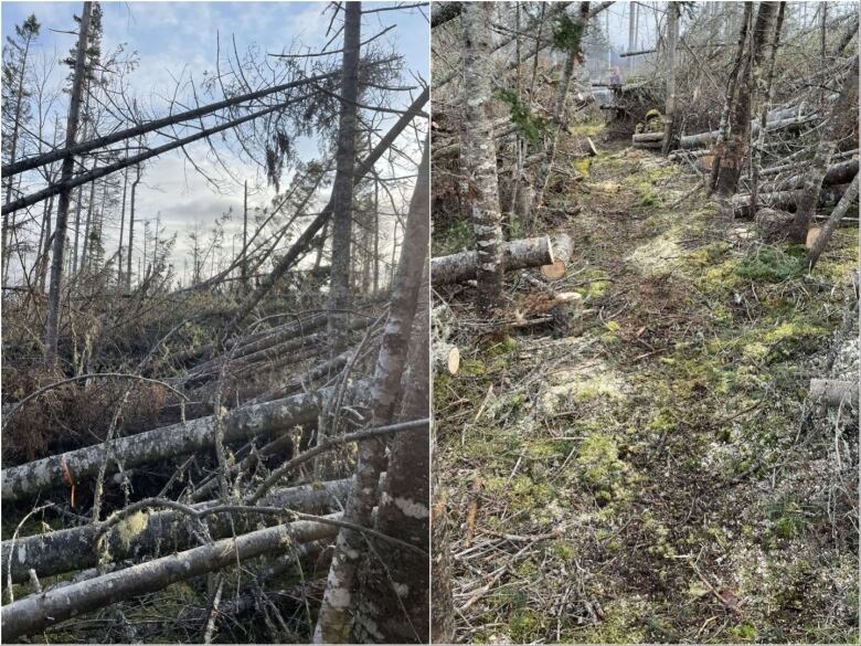 On the left multiple tall trees are lying on the ground. On the right, a pathway has been created by cutting through the downed trees.