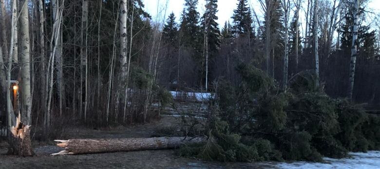 A tree down in a yard.