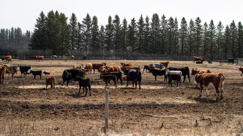 cattle on a parched field