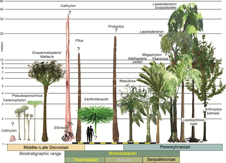 An illustration showing the heights of different ancient trees compared to a human silhouette.