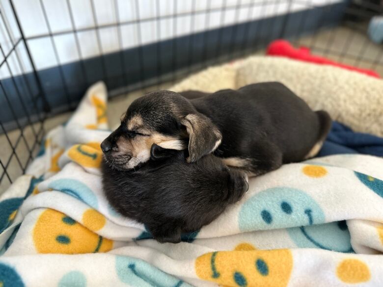 Two puppies sleeping on a blanket with a happy smiles pattern on it.