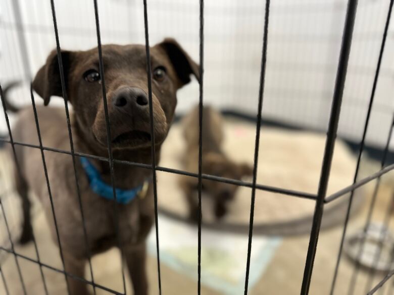 A dark-coloured dog with his nose to the bars of a kennel.