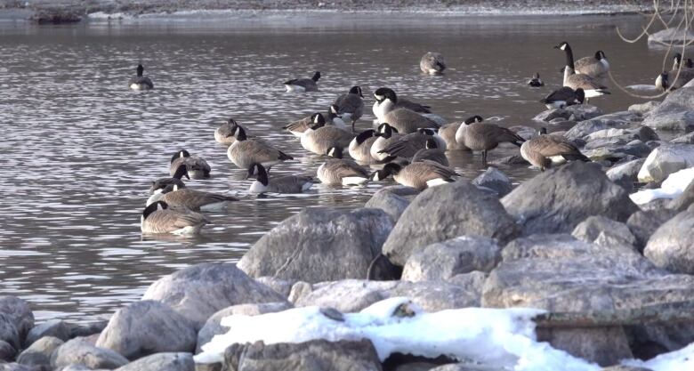 A group of geese on a rocky shore with snow on the ground.