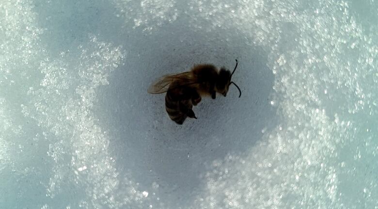 A bee corpse is burrowed in a small cell of snow.