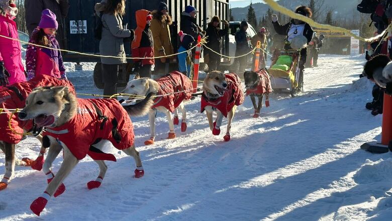 Dogs in red jackets and booties pacing towards the camera. 