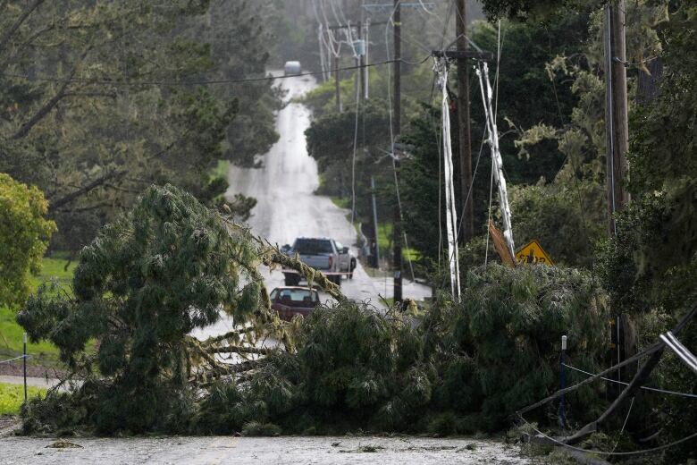 Fallen trees and power lines block a road.