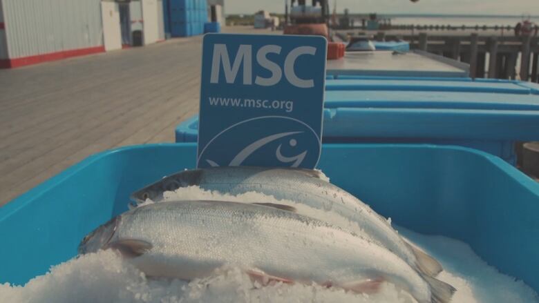 fish on ice with an marine stewardship council side over it.