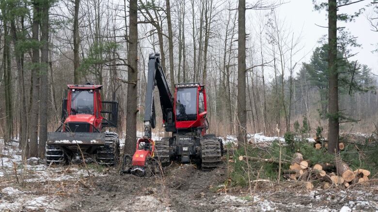 Heavy machinery digs up the earth and cuts down conifers.