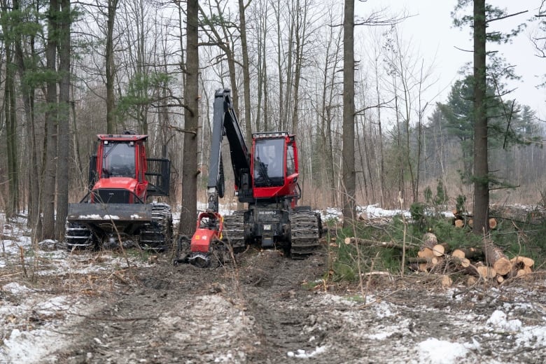 Heavy machinery digs up the earth and cuts down conifers.