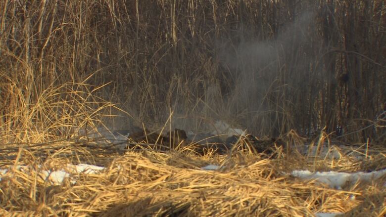 Grey smoke emanates from a patch of dead grass.