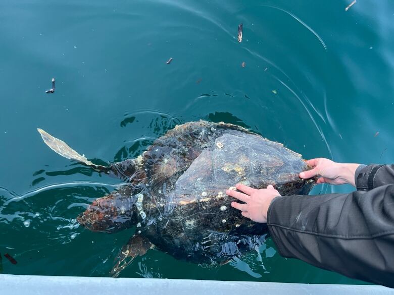 A pair of human hands reach out to a turtle in seawater.