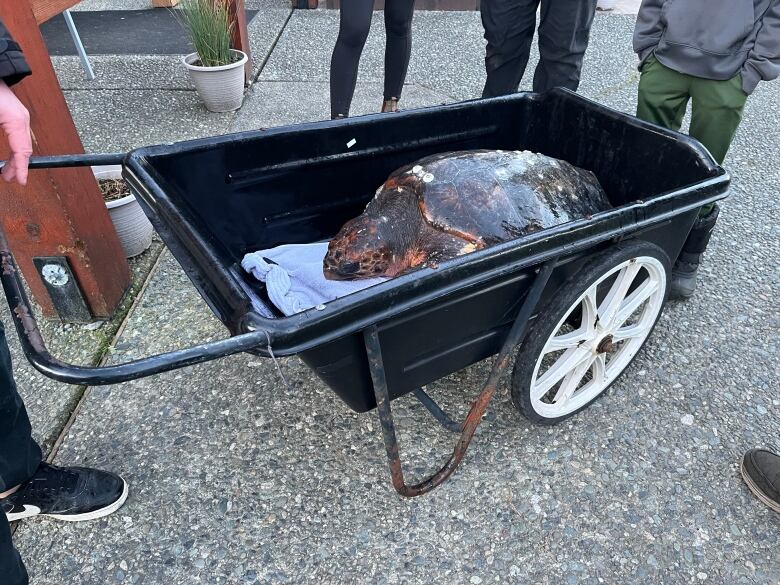 A turtle being pulled in a small cart.